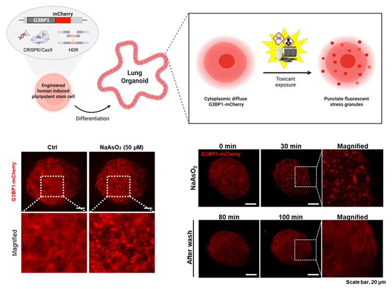 생명환경공학과 김은미 교수 연구팀,  세포 스트레스 실시간 포착 ‘인간 폐 오가노이드’개발 이미지2